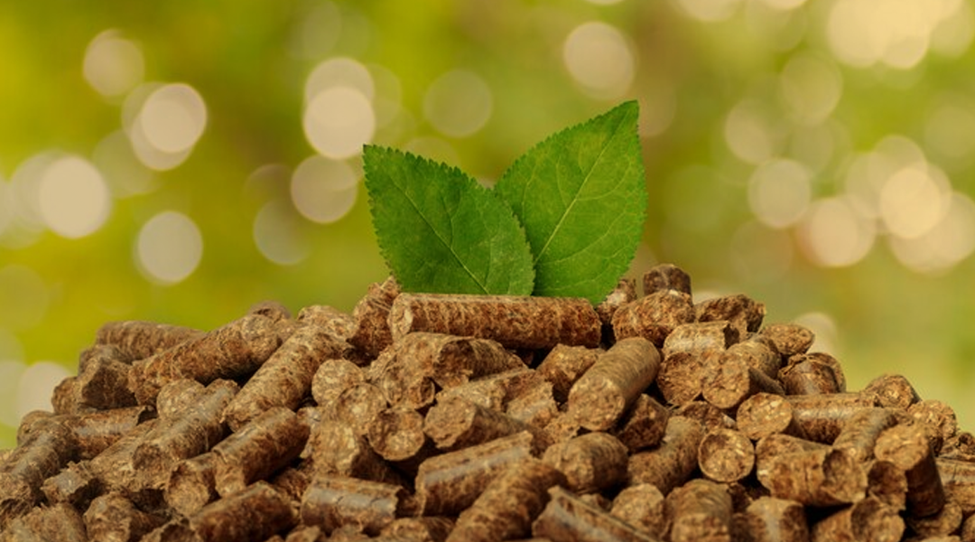 A importância da Biomassa para o Mercado de Créditos de Carbono